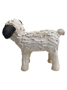 Sheep Standing