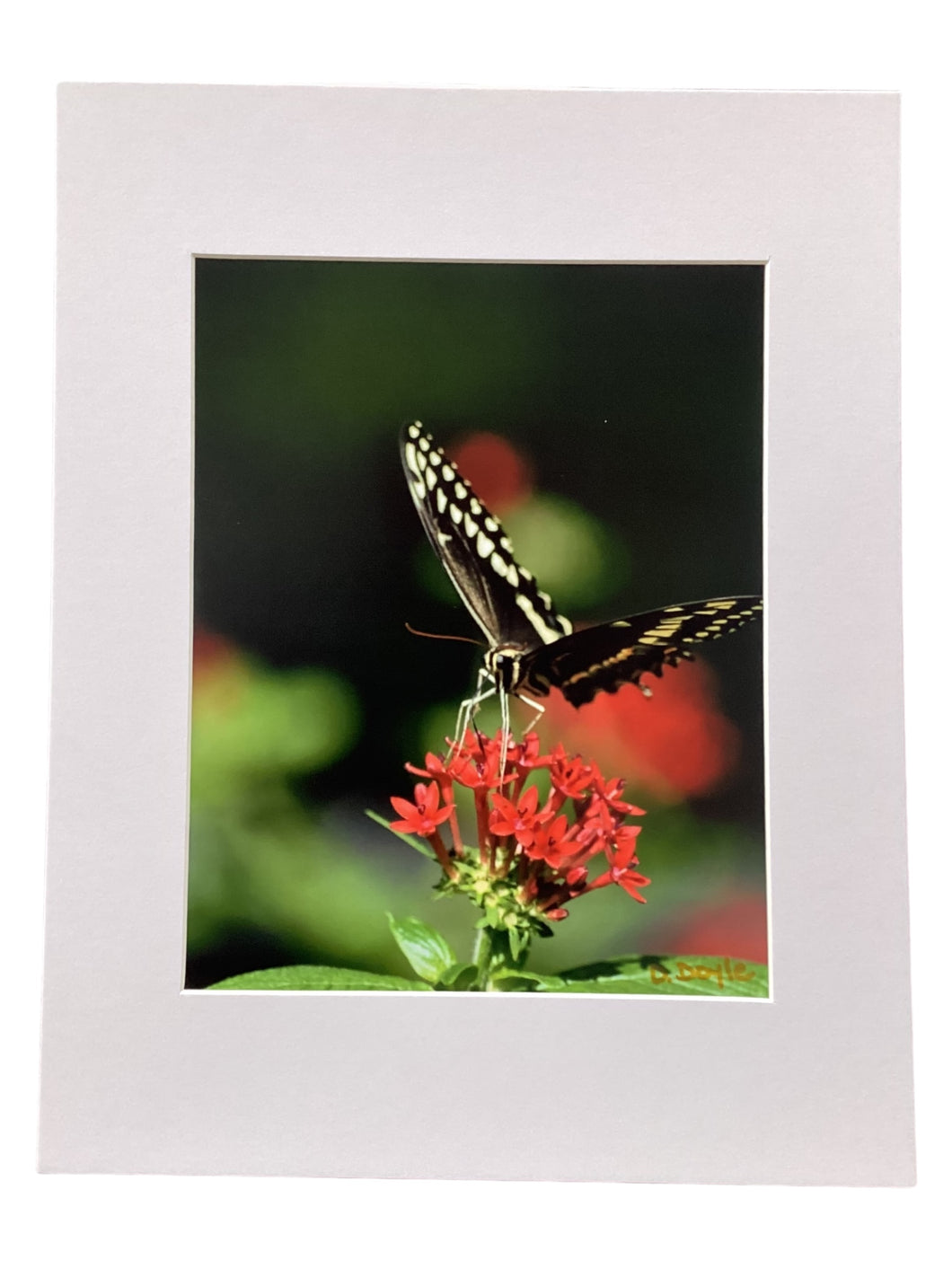 Butterfly on Red Flower