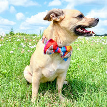 Saree Pet Bowtie - Small