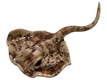 Tiny Brown Stingray