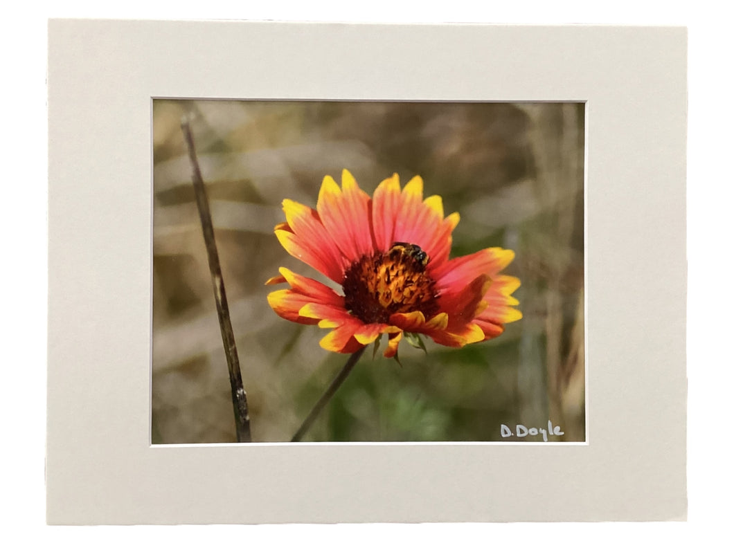 Yellow Flower with Bee