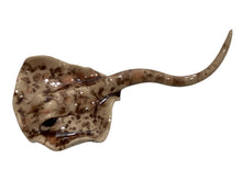 Tiny Brown Stingray