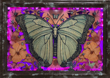 Blue Morpho Breakout - Blue