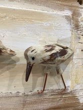 Sand Pipers