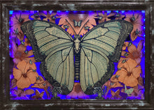 Blue Morpho Breakout - Blue