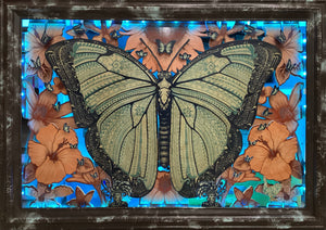 Blue Morpho Breakout - Blue