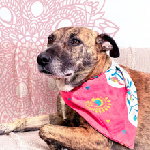 Saree Pet Bandana - Large