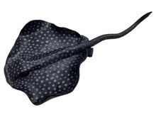Medium Black & White Stingray