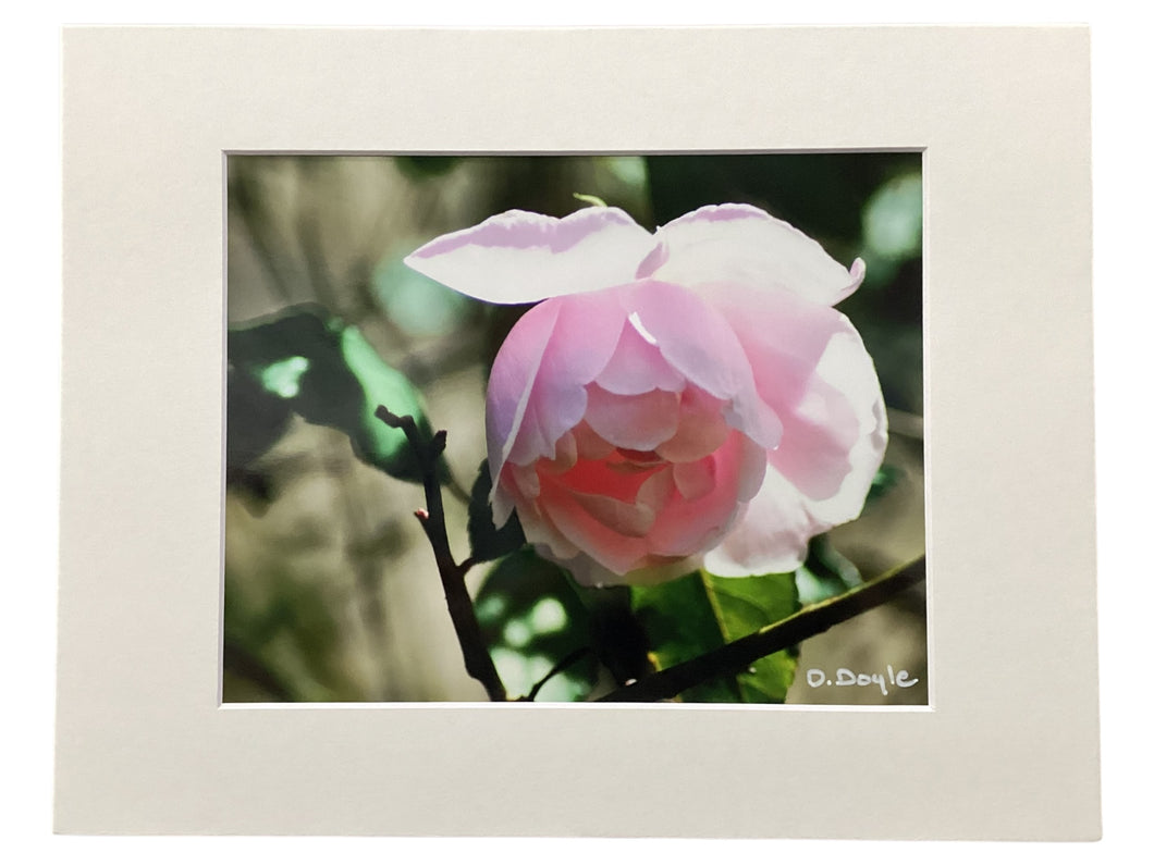 Camellia flower