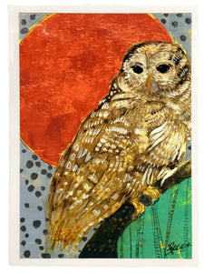 Resting Barred Owl - Print - 5" x 7"