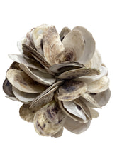 Oyster Cluster