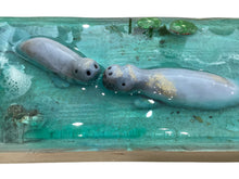 Kissing Florida Manatees