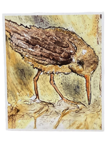 Clapper Rail Bird - Print - 8