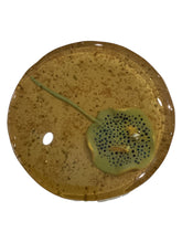 Bluespotted Ribbontail Ray Jar