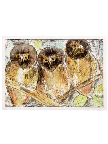 Northern Saw Whet Owl - Print - 5