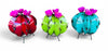Pincushion Cactus - Assorted Colors