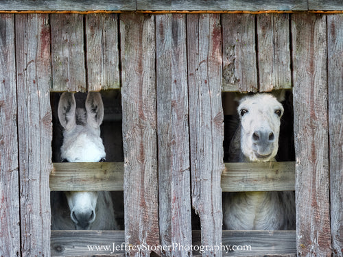 Peek a Boo - Print