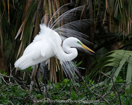 Springtime Plumage - Print