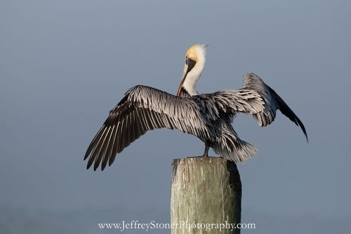 Stretching my Wings - Print