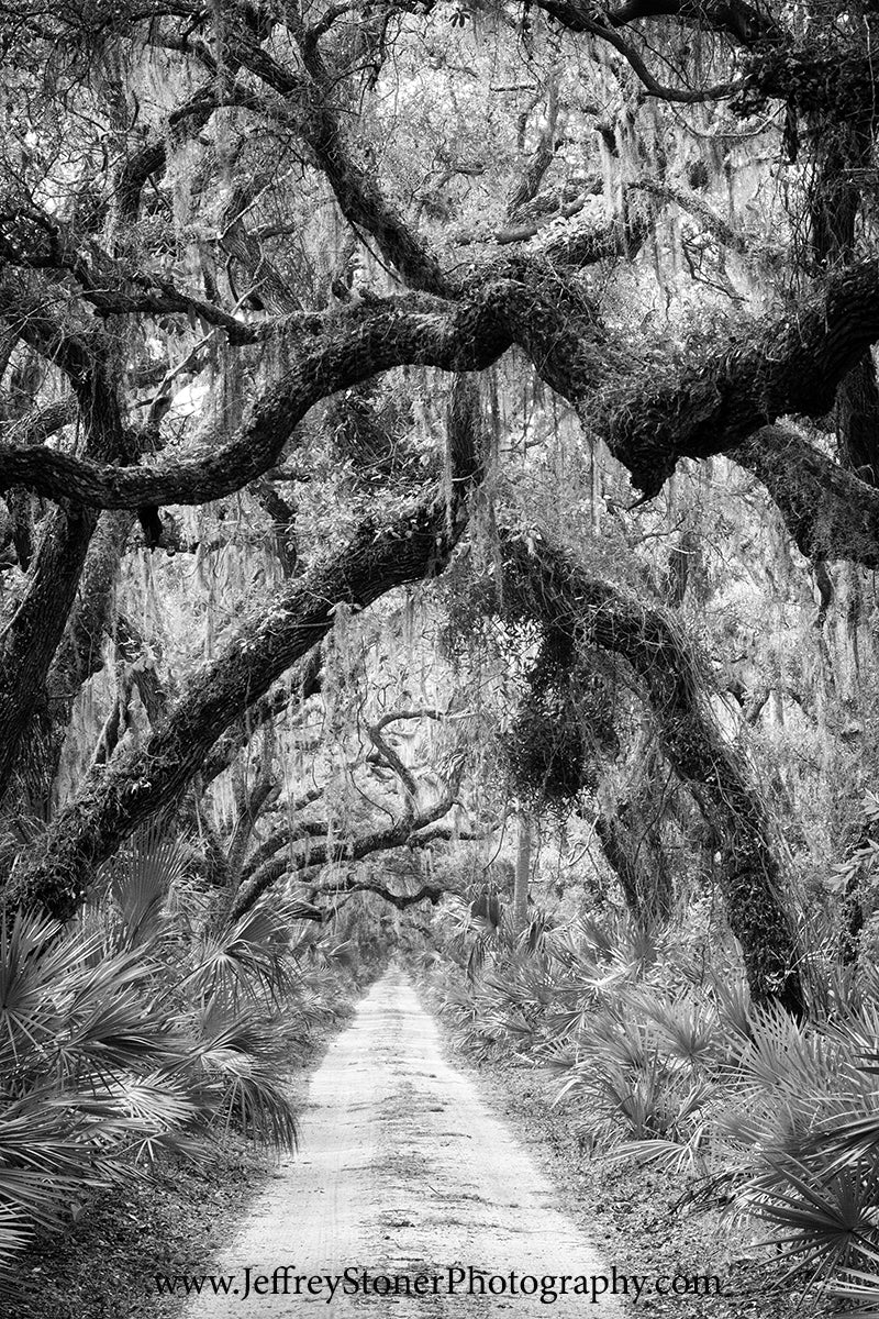 Under the Oaks - Canvas 24
