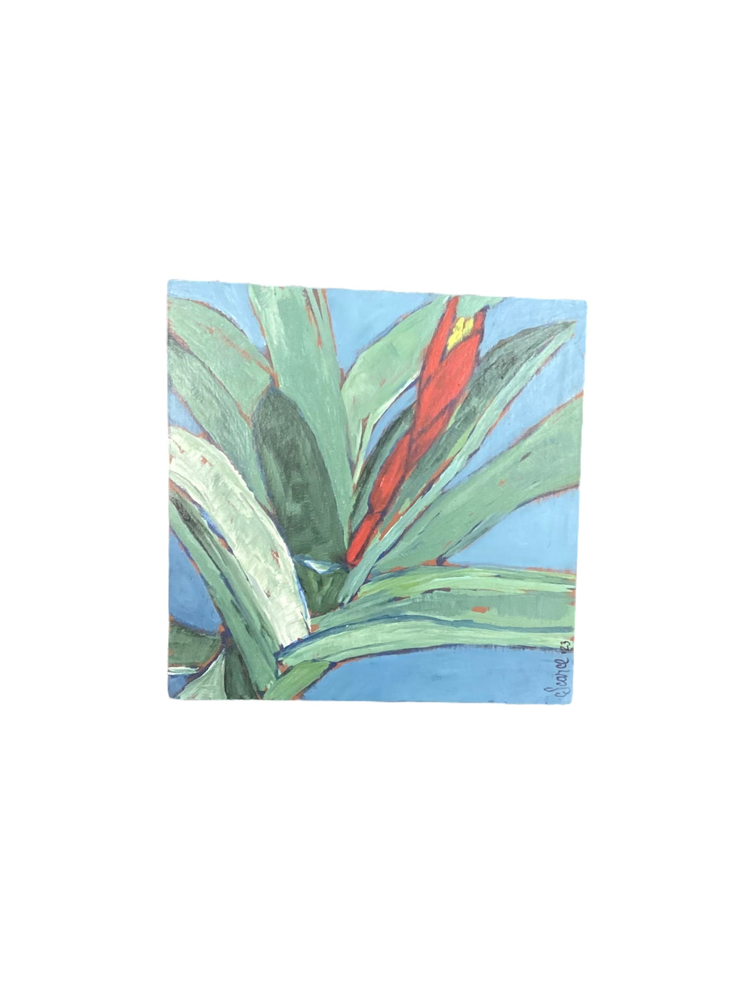 Bromeliad